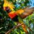 Kakadu żółtoczuba (Cacatua galerita) – charakter i wymagania hodowlane