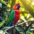 Barwnica molucka (Eclectus roratus): charakter i wymagania dotyczące opieki