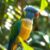 Konura niebieskoczelna (Thectocercus acuticaudatus) – charakter i wymagania hodowlane