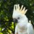 Kakadu biała (Cacatua alba): charakter i wymagania odpowiedzialnej opieki