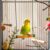 Papuga falista (Melopsittacus undulatus): charakter i wymagania opieki w domu