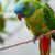 Pionus niebieskogłowy (Pionus menstruus): charakter i wymagania domowej opieki