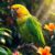 Amazonka żółtogłowa (Amazona oratrix): charakter i wymagania hodowlane