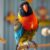 Nierozłączka czarnogłowa (Agapornis personatus): charakter i wymagania hodowlane